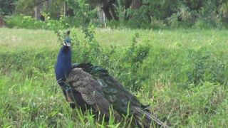 夕方のガイドツアーに参加しました