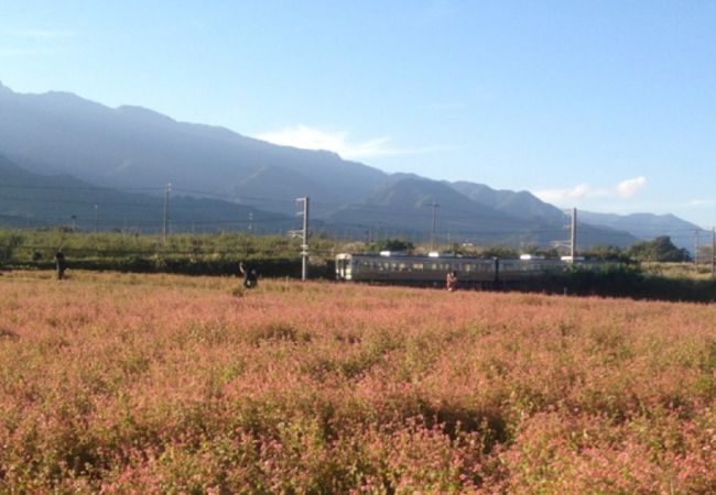 信州中川赤そば花まつり 休 クチコミ アクセス 営業時間 高森 松川 フォートラベル 信州中川赤そば花まつり 休 クチコミ アクセス 営業時間 高森 松川 フォートラベル