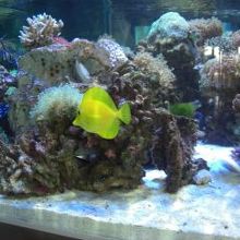 入り口すぐの熱帯魚の水槽