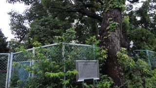 現在は、雑草でうっそうとした土地に閉鎖された団地のような建物が残されています。