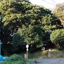 これが台谷戸稲荷の森