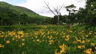 ニッコウキスゲは‥