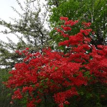 遊歩道脇のヤマツツジ
