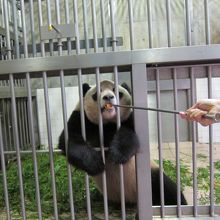 くいしんぼうパンダ！