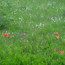 レンゲツツジとワタスゲ