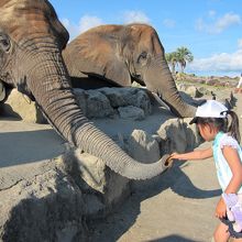 ゾウにどうぞー！