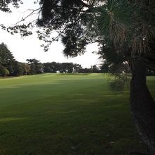 松林の中、ＯＢしないで・・