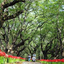 遊歩道のお花は満開。