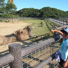 オレンジそうとう好きだね！