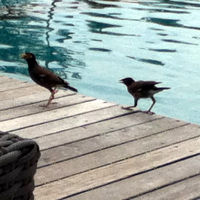 プールサイドに鳥が来ます