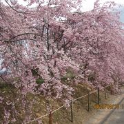 枝垂れ桜が美しい