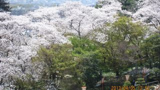 四季折々の花を楽しめる植物園