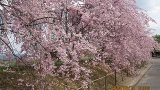 枝垂れ桜が美しい