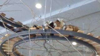 レッサーパンダがかわいいです