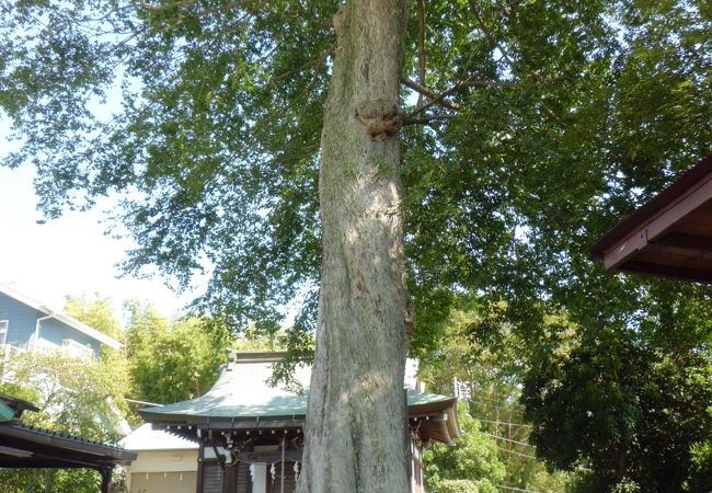 白山神社のムクノキ