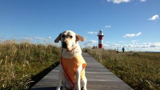 犬と一緒に出かけました