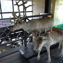 メイン棟内にはこんな展示も