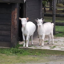 近寄っても全然逃げませんでした