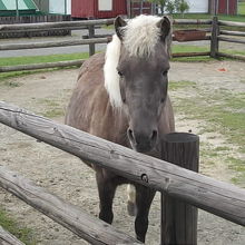お馬さんも寄ってきてくれます