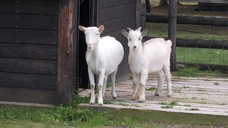 日本最北の動物園と言える場所です