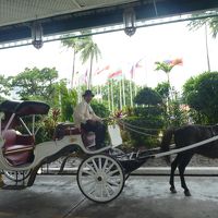 馬車で観光　ガイドさん付です。馬が滅茶苦茶可愛かった！