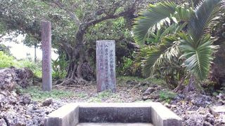 木々と一緒に石碑が建っています