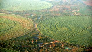 バオバブを訪ねて