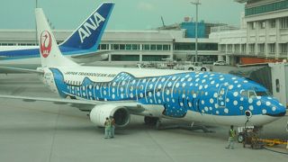 ジンベエザメ・ジェット発見