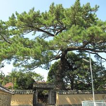 平安古の美しい松