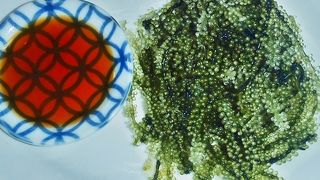 道頓堀　[琉球料理 / 沖縄県]