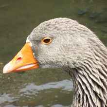 金鱗湖畔にいた鳥