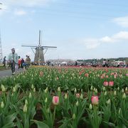 風車とチューリップ