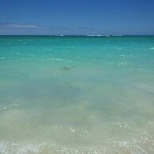 わかりにくいけどウミガメです