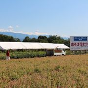 「赤そばの花」電車からも眺められる