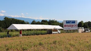 「赤そばの花」電車からも眺められる