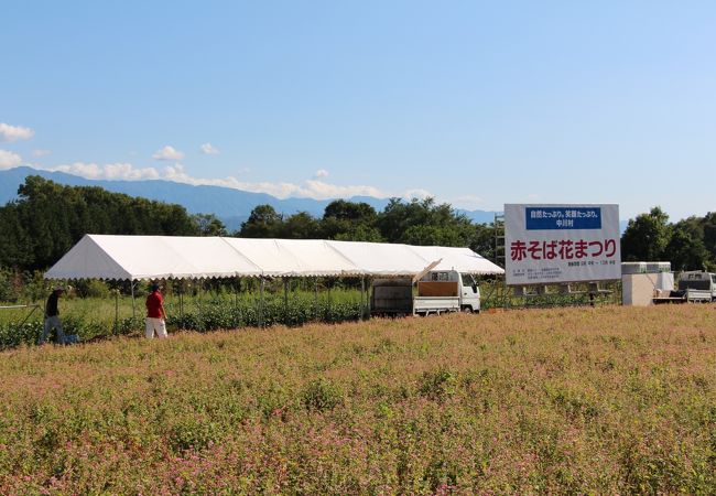 信州中川赤そば花まつり 休 クチコミ アクセス 営業時間 高森 松川 フォートラベル