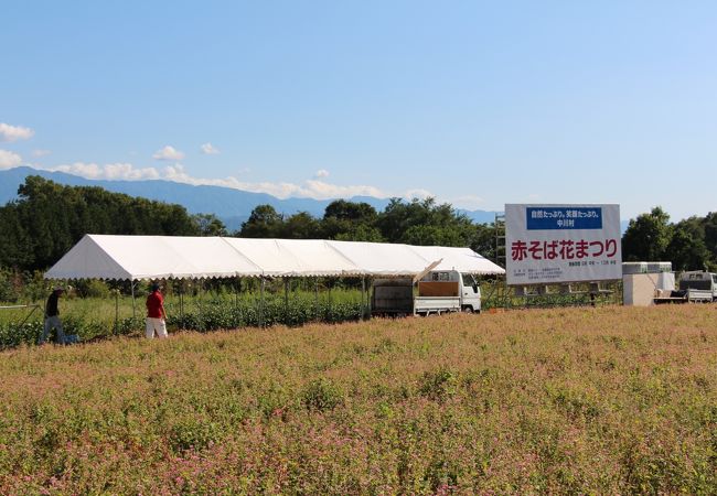 「赤そばの花」電車からも眺められる