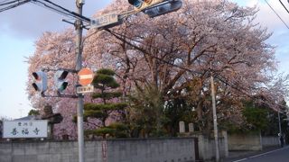 杉並区善福寺にある曹洞宗の寺院です