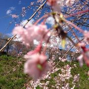 実は青葉霊園です