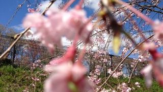 河津桜散策