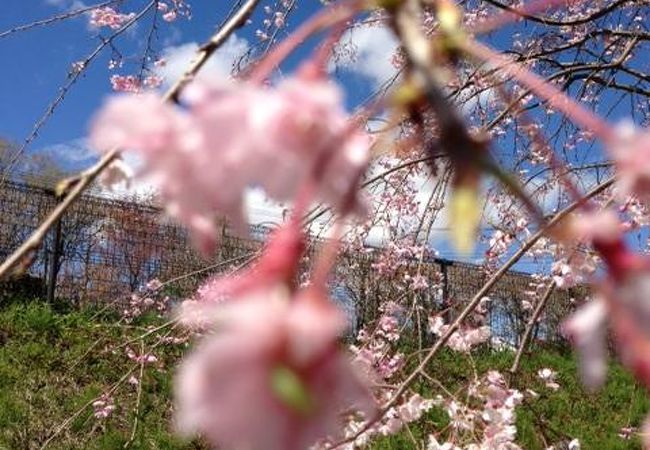 河津桜散策