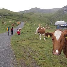 カウベルを付けた牛はかわいいです。