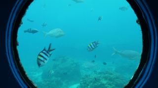 海の中の魚をたくさん見られます。