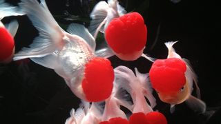 アートアクアリウム2013