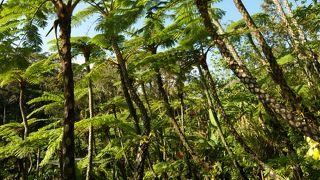 園内ヘゴだらけ