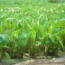 タロイモ畑もありました