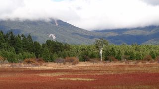 初秋の草紅葉（くさもみじ）