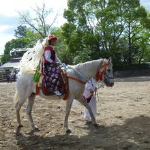 走る前の馬