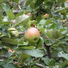 色づくリンゴの実