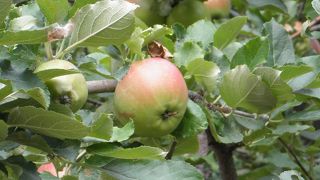 実が赤くなってきた♪